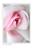 The Secret World of Flowers